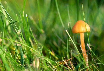 Orange mushroom growing in the meadow in sunny day. Macro landscape.