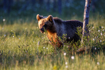 Braunbär (Ursus arctos)