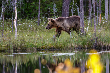 Braunbär (Ursus arctos)