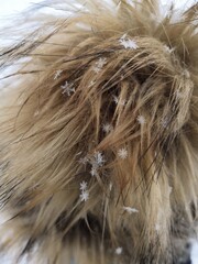 snowflakes on the fur. Out of focus a young man wearing a blue hat, red scarf and yellow warm jacket looks into the distance. First snow.