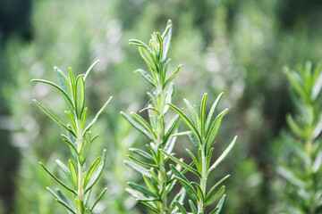 Sprigs of Rosemary Growing in an Organic Garden Setting