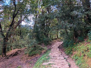 path in the forest Uttarakhand chopta heaven 