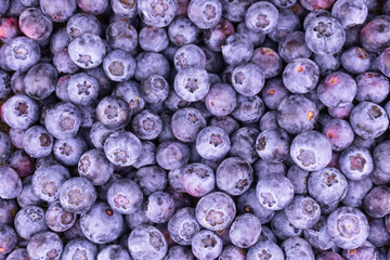 Natural background ripe blueberries. Texture of blueberries flat lay.	