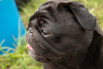 portrait of a pug. Dog sits in the grass