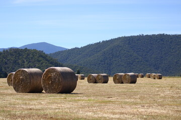 Round Hay bails at rural farm in North Victoria © Damien