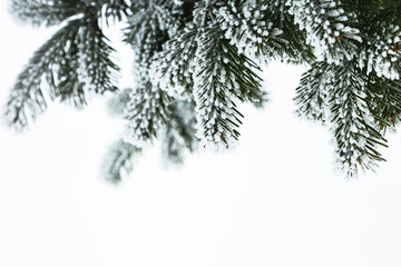 Minimalistic winter background. Snow-covered branch of a coniferous evergreen tree against a background of snow. Copy space. Selective focus.