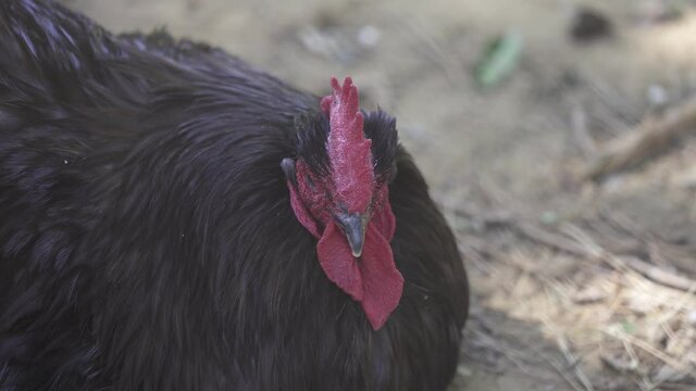 Close up on a Black Australorp Barnyard rooster face lying on the floor