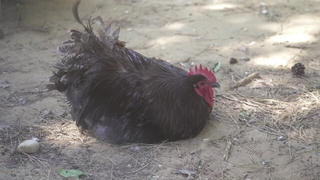 Black Australorp Barnyard Cock lying on the floor, aviary pet