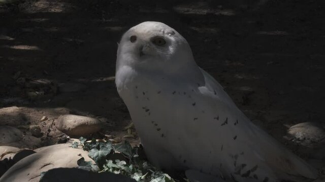 Cute Snowy owl on the ground looking away, harry potter hedwig