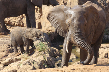 Fototapeta premium Afrikanischer Elefant am Mphongolo River/ African elephant at Mphongolo River / Loxodonta africana.
