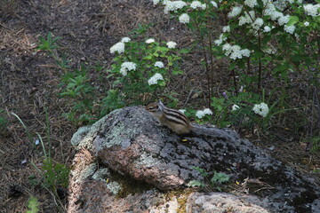chipmunk in the forest on the rocks