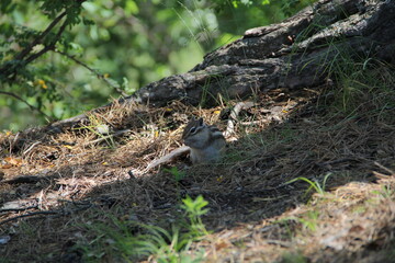 chipmunk in the forest on the rocks