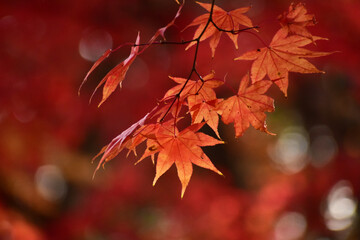 真っ赤な紅葉