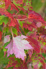 497-14 Maple and Maple