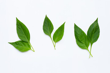 Green leaves of chili peppers on white background.