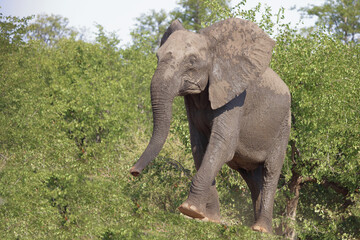 Afrikanischer Elefant / African elephant / Loxodonta africana