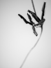 seed pods