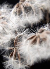 dandelion seed head