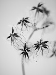 seed pods
