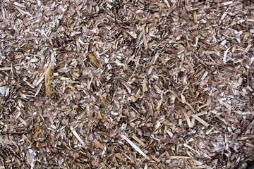 evocative image of dry seaweed texure on a beach