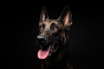 Portrait of a Belgian shepherd dog on an isolated black background.