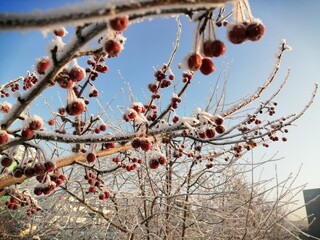 snow berries on a tree