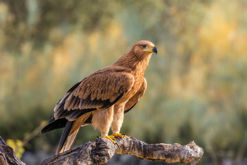 Iberian Imperial Eagle perched on a branch with open wings