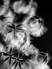 seed pods