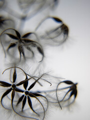 close up of a seed pods