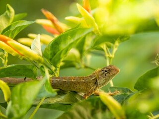 A chameleon perched on a chili tree in the morning