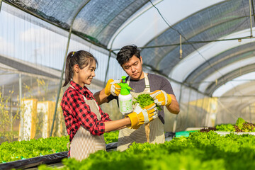 farmer ware agricultural gloves keep vegetable at hydroponic farm and observing growth vegetable...