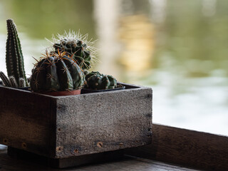 Small cactus Has been grown as an ornamental plant