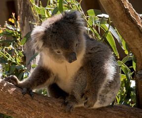 the koala is climbing on the tree