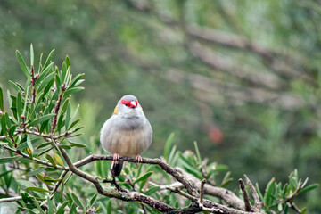 the red browed finch is perched on a bush