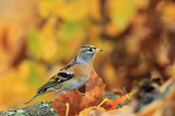 Brambling (Fringilla montifringilla) in its natural habitat in Czech republic. Songbird sitting on the ground. Wildlife scene in autumn. 