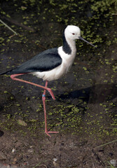 the black winged stilt is standing on one leg