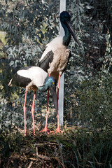 the black necked storks are fixing their nest