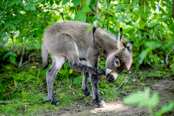 young donkey