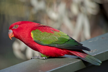 this is a side view of a chattering lory