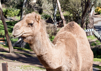 the camel is brown with one hump