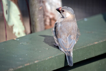 this is a young java sparrow