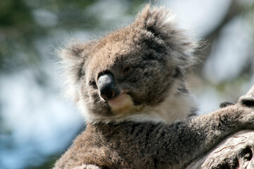 this is a close up of a koala in a tree