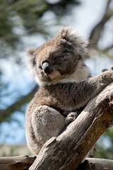 the koala is climbing up the tree © susan flashman