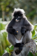 the dusky leaf monkey is sitting on a tree branch eating fruit