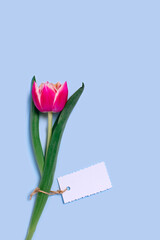 Holiday greeting card. One tulip with a textured piece of paper with a place for congratulations.