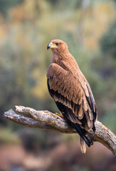 Iberian Imperial Eagle perched on a branch with open wings