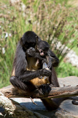 Fototapeta premium the spider monkey is eating while holdong her baby