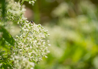 Bees clinging to a white flower