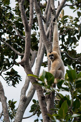 the  white cheeked gibbon is up a tree
