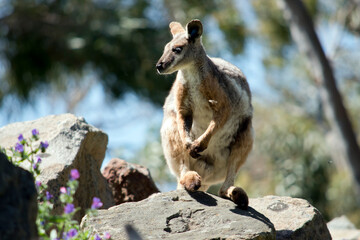 the yellow footed rock wallaby is on top of a rock pile